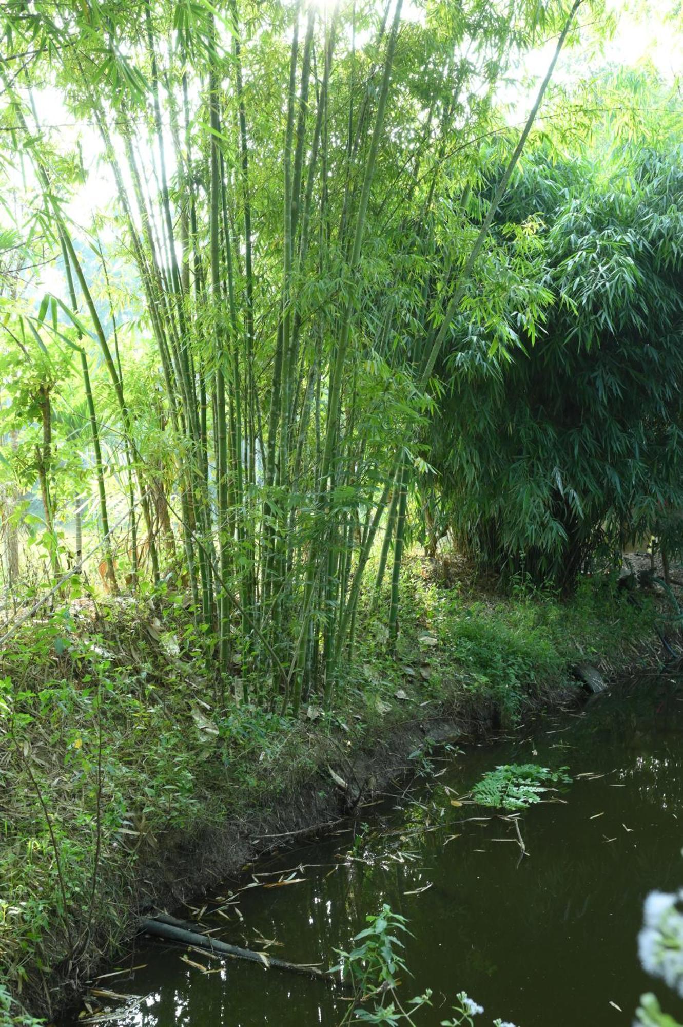 Coffee Island Resort Kaniyāmbetta 外观 照片